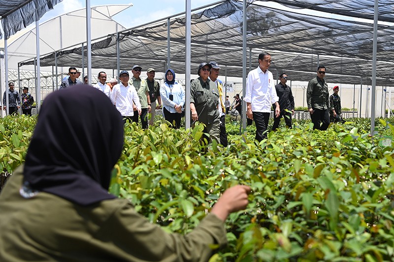 Presiden Jokowi Cek Perkembangan Pembibitan Tanaman untuk Penghijauan IKN - Bagian 3