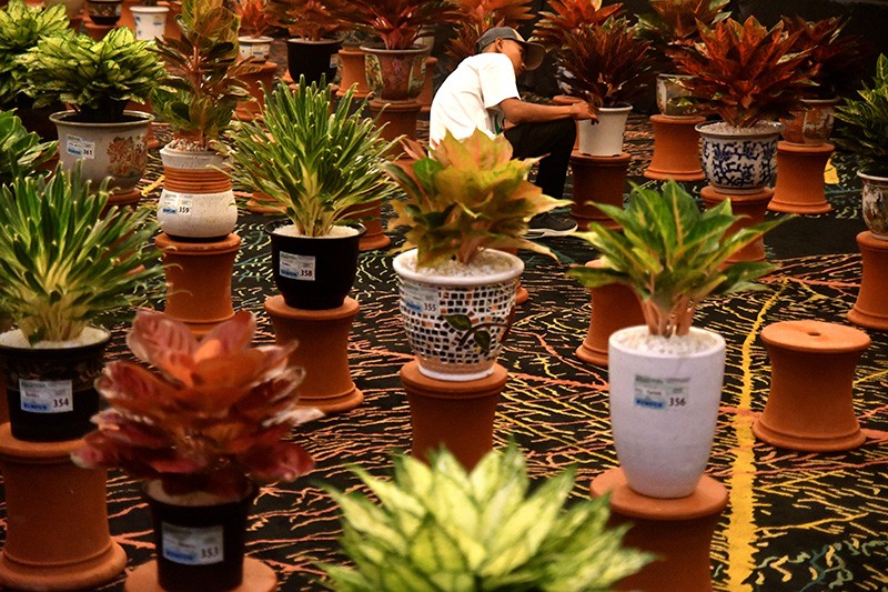 Kontes Tanaman Hias Nasional Aglaonema Nusantara - Bagian 1