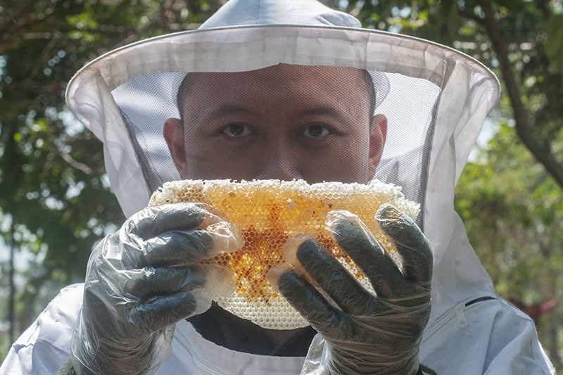 Panen Madu Lebah Jawa Apis Cerana - Bagian 1