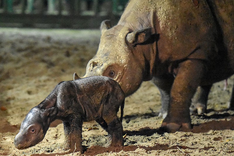 Bayi Badak Sumatera Lahir di TN Way Kambas Berjenis Kelamin Betina - Bagian 3
