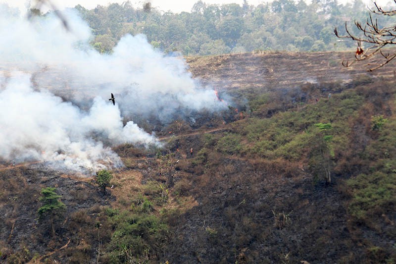 Karhutla akibat Dibakar Penduduk Buka Lahan di Desa Carangwulung Jombang - Bagian 2