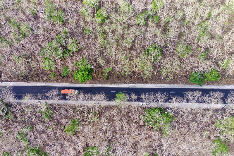 Hamparan Hutan Jati Taman Nasional Baluran Seluas 5.000 Hektare - Bagian 3