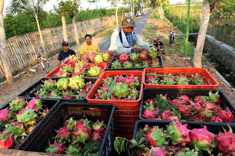 Cara Petani Buah Naga Tidak Gagal Panen saat Musim Kemarau - Bagian 1