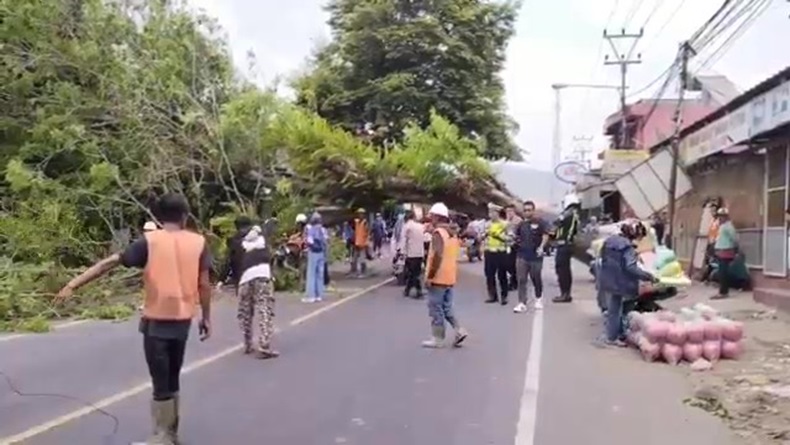 Pohon Besar Tumbang di Limbangan Garut, Timpa Rumah dan Pemotor yang Melintas 