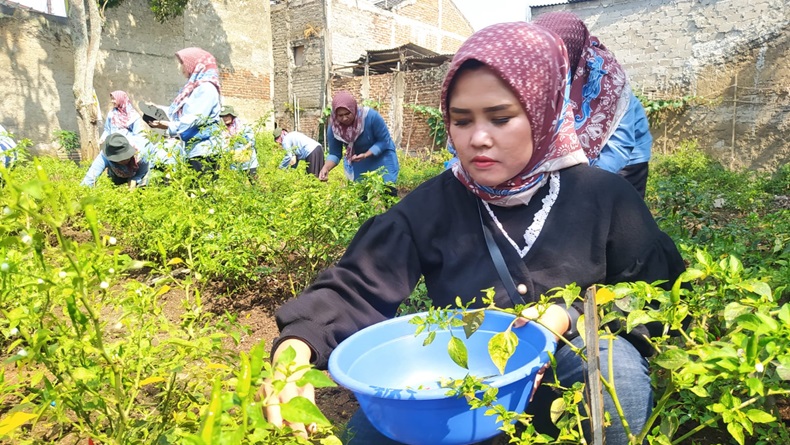 Kampung Cengek Kota Cimahi, Solusi di Tengah Mahalnya Harga Cabai Rawit