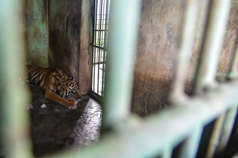 Medan Zoo Bakal Ditutup Sementara, Bobby Nasution: Kita Sudah Sepakat