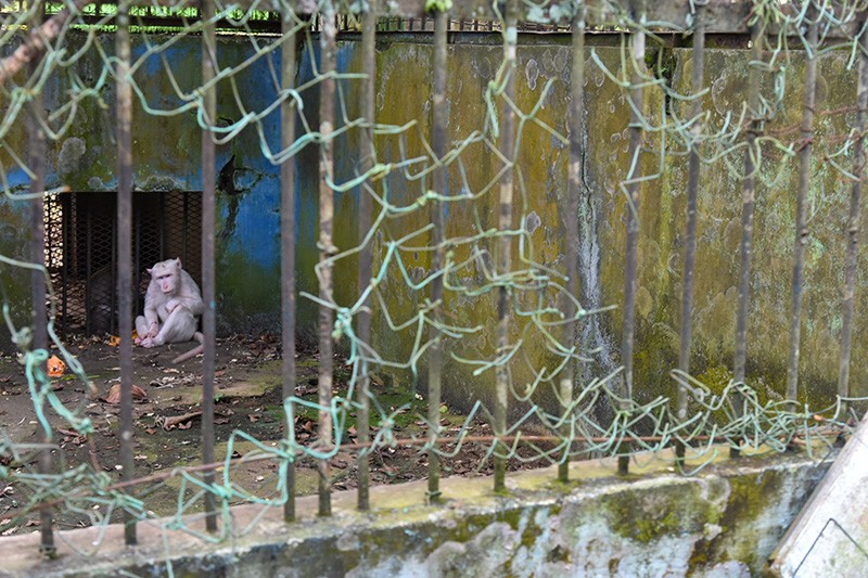 Kondisi Kebun Binatang Medan Zoo Terbengkalai, Nasib Hewan Dilindungi Terancam - Bagian 2