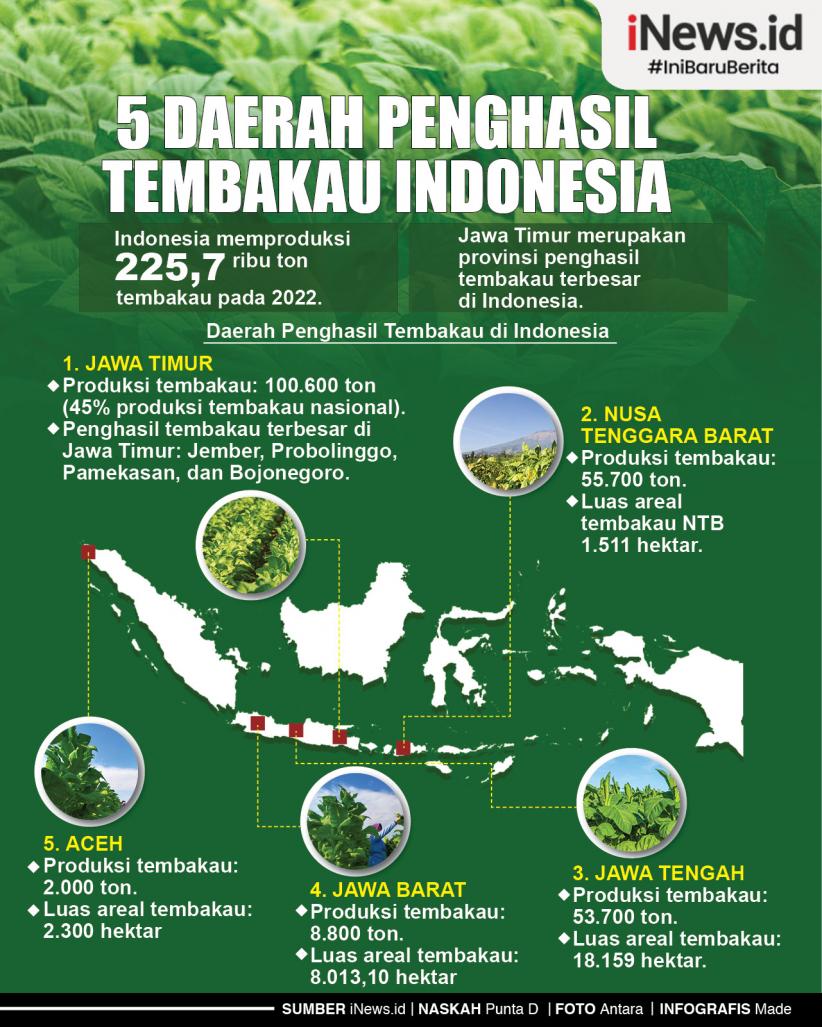 Infografis 5 Daerah Penghasil Tembakau Indonesia