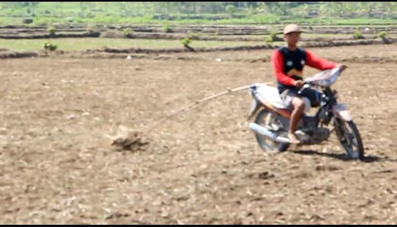 Cara Unik Petani Blora Tanam Padi Gogo, Bajak Lahan Sawah Pakai Motor