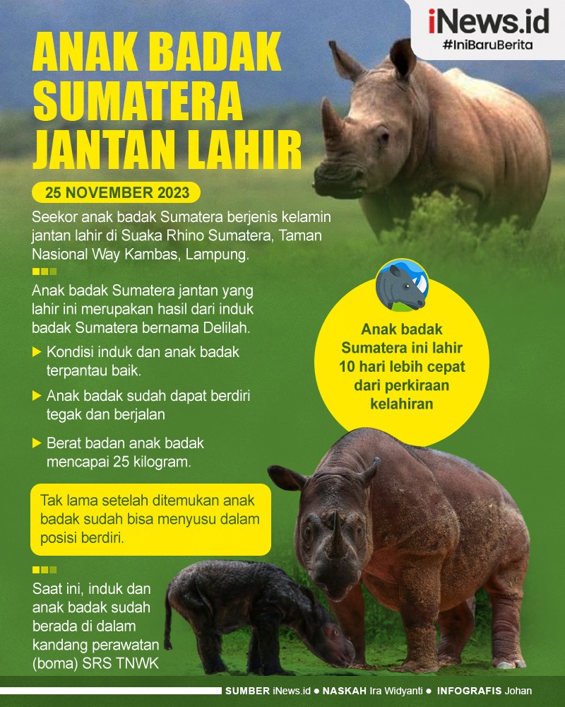 Infografis Anak Badak Sumatera Jantan Lahir di Taman Nasional Way Kambas Lampung