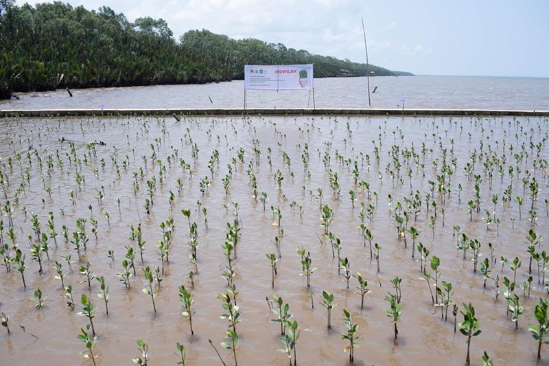 Penanaman 50.000 Pohon di Kalimantan Barat, Mendukung Pahlawan Lingkungan  - Bagian 1
