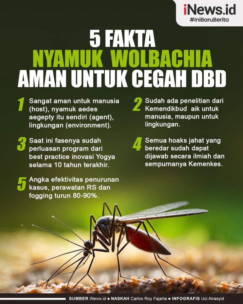 Infografis 5 Fakta Nyamuk Wolbachia Aman untuk Cegah DBD