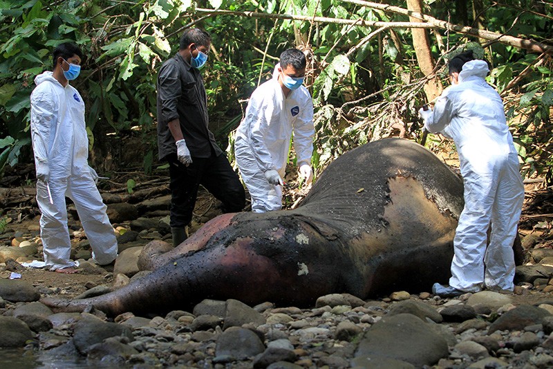 Autopsi Gajah Sumatera yang Mati di Hutan Aceh Barat - Bagian 1
