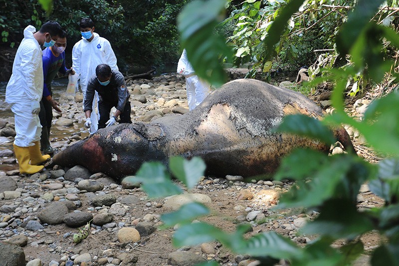 Autopsi Gajah Sumatera yang Mati di Hutan Aceh Barat - Bagian 2