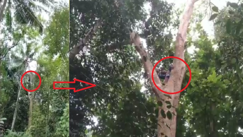 Heboh Penerbang Paralayang Tersangkut Pohon Setinggi 20 Meter di Cilegon, Warga Ikut Panik