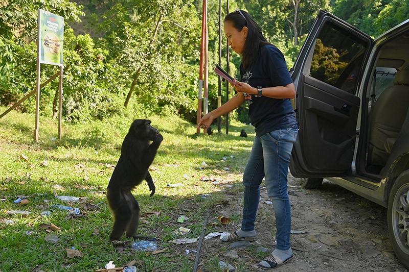 Perubahan Perilaku Kera Hitam, Kini Bergantung pada Manusia untuk Makan - Bagian 1