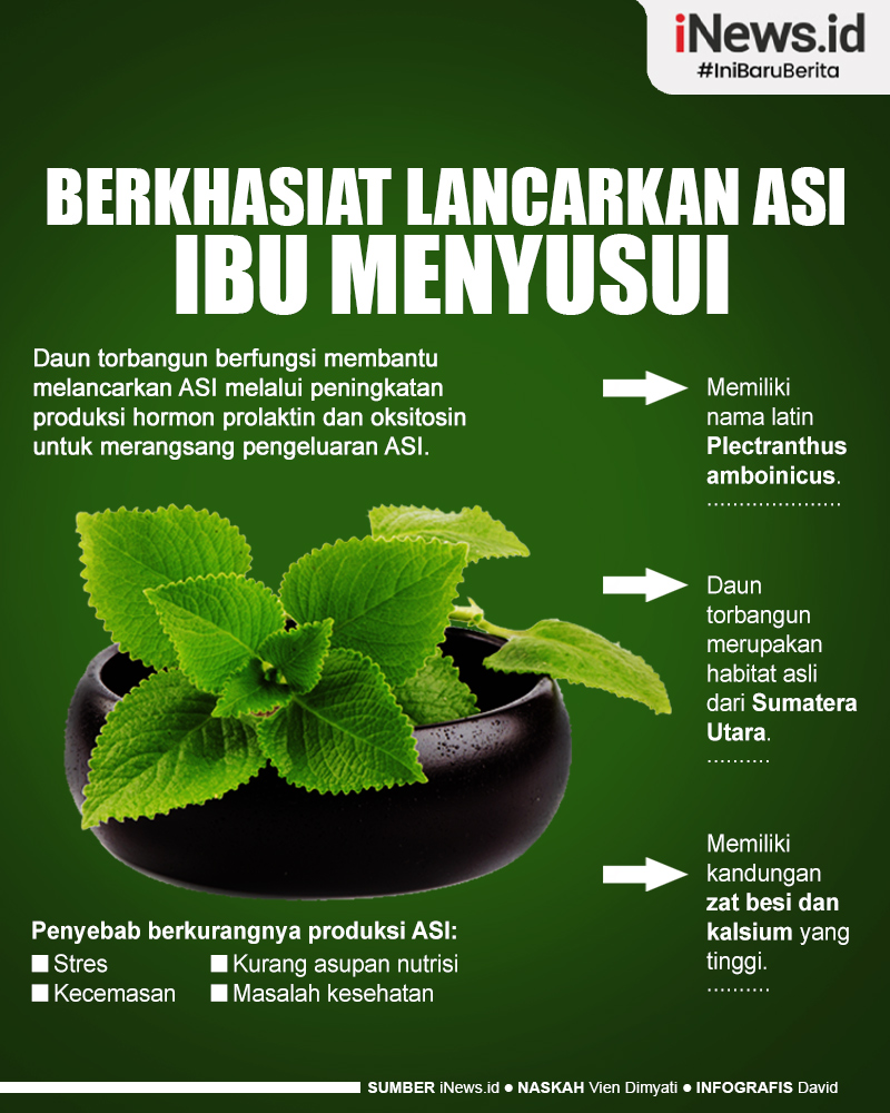 Infografis Daun Torbangun Berkhasiat Melancarkan ASI 