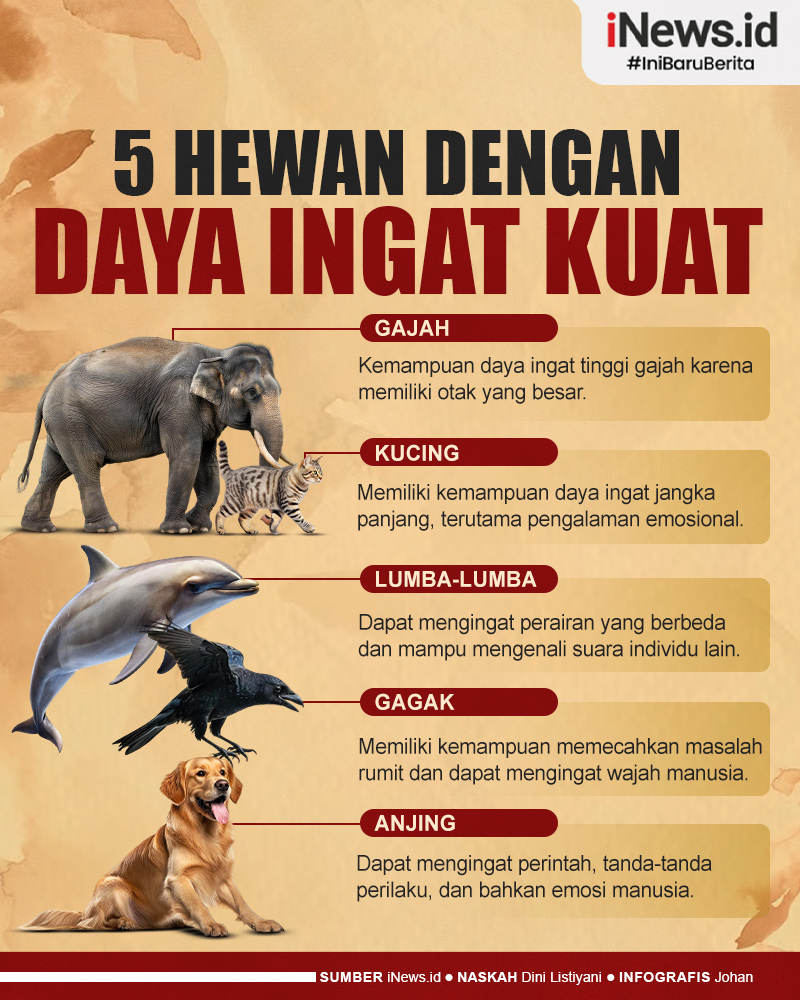 Infografis Daftar 5 Hewan yang Memiliki Daya Ingat Kuat
