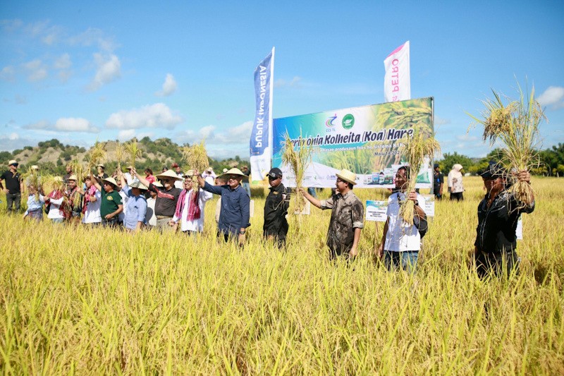 Dukung Perkembangan Pangan Dunia, Petrokimia Gresik Tingkatkan Produktivitas Padi di Timor Leste - Bagian 2
