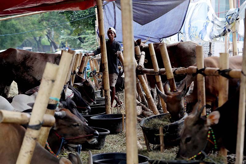 Potret Penjualan Sapi Kurban Harga Rp18 Juta - Rp40 Juta - Bagian 3
