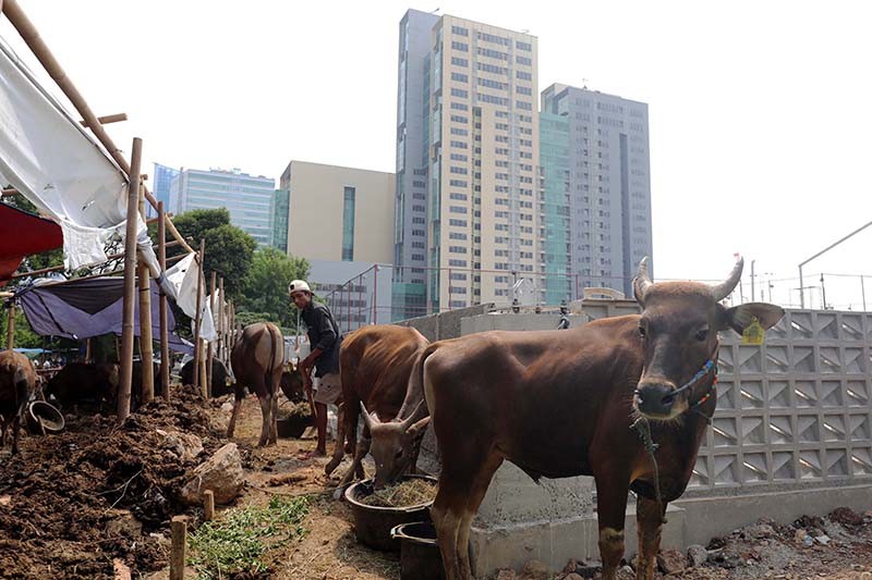 Potret Penjualan Sapi Kurban Harga Rp18 Juta - Rp40 Juta - Bagian 1