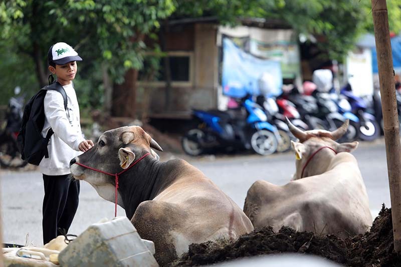 Potret Penjualan Sapi Kurban Harga Rp18 Juta - Rp40 Juta - Bagian 2