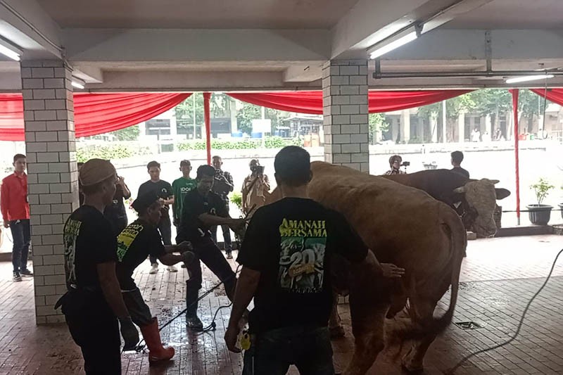 Momen Sapi Kurban Milik Jokowi Dipotong Panitia Masjid Istiqlal - Bagian 3