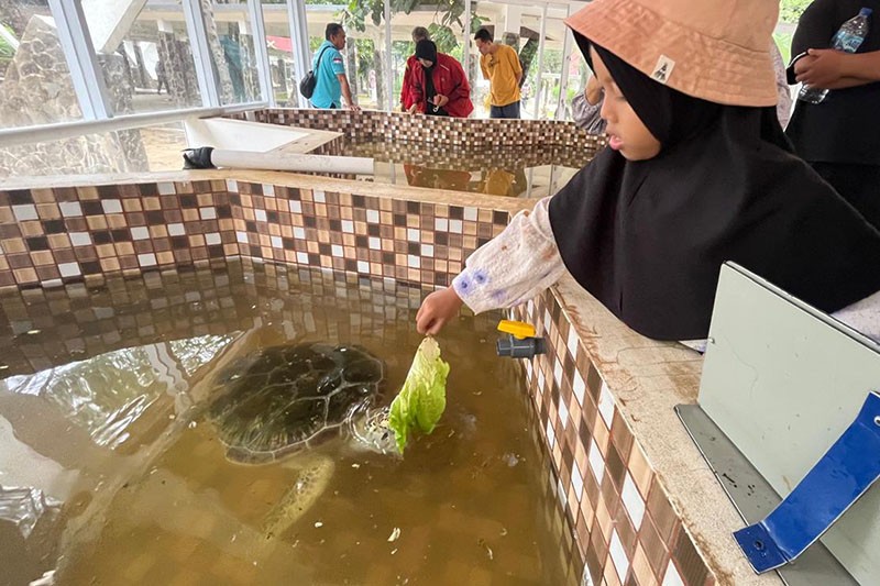 Konservasi Penyu Pangumbahan Ujung Genteng  - Bagian 3