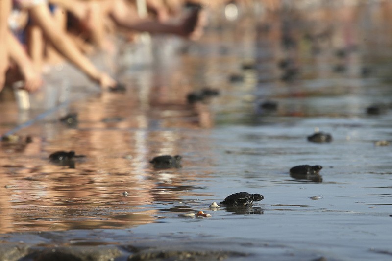 Antusiasme Ratusan Bule Lepas Anak Penyu Lekang di Pantai Kuta Bali - Bagian 3