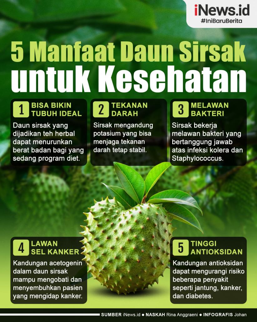 Infografis Daftar 5 Manfaat Daun Sirsak untuk Kesehatan