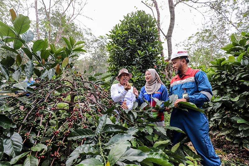 Kampung Kopi Luwak Jenis Liberika Membawa Kesejahteraan bagi Masyarakat Kaltim - Bagian 4