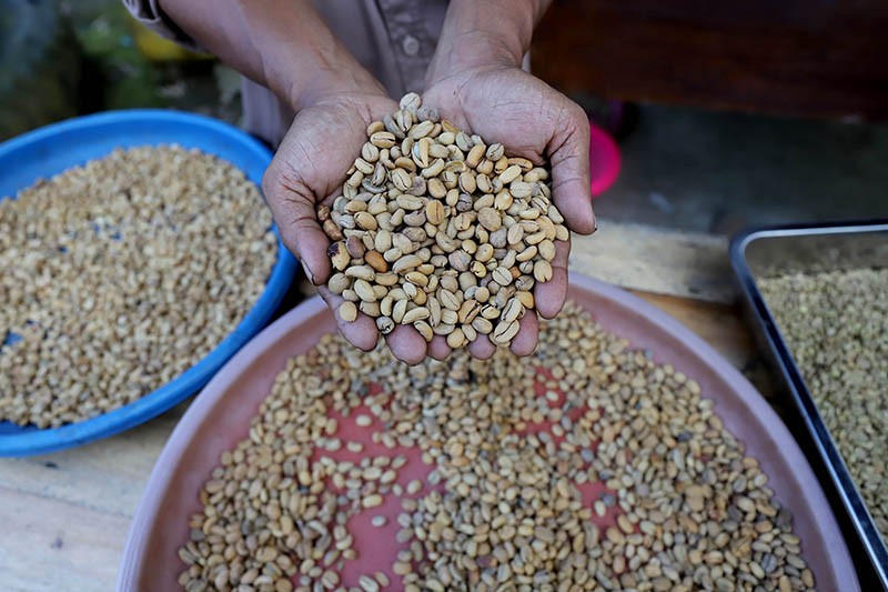 Kampung Kopi Luwak Jenis Liberika Membawa Kesejahteraan bagi Masyarakat Kaltim - Bagian 2
