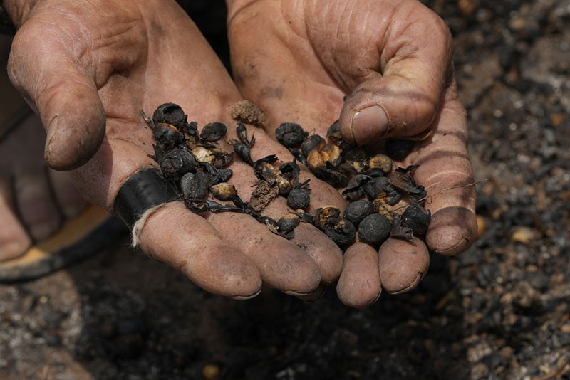 Derita Petani usai Puluhan Hektare Kebun Kopi Hangus Dilalap Api - Bagian 2