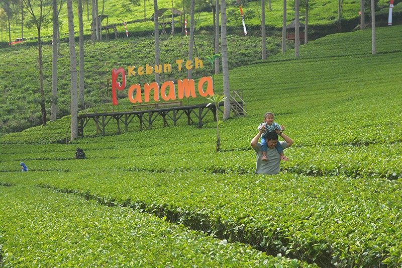 Hamparan Hijau Kebun Teh Panama Wonosobo yang Instagramable - Bagian 2
