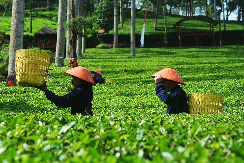 Hamparan Hijau Kebun Teh Panama Wonosobo yang Instagramable - Bagian 4