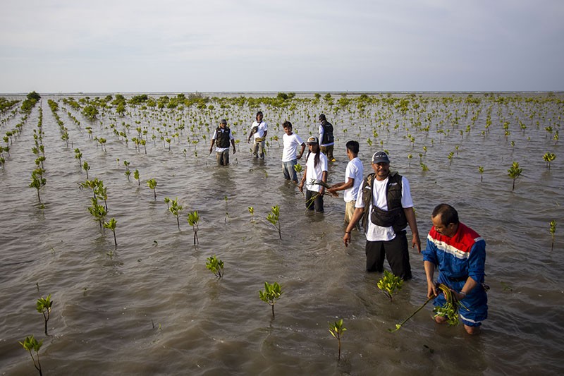 Penanaman 110 Ribu Bibit Mangrove di Pesisir Indramayu - Bagian 1