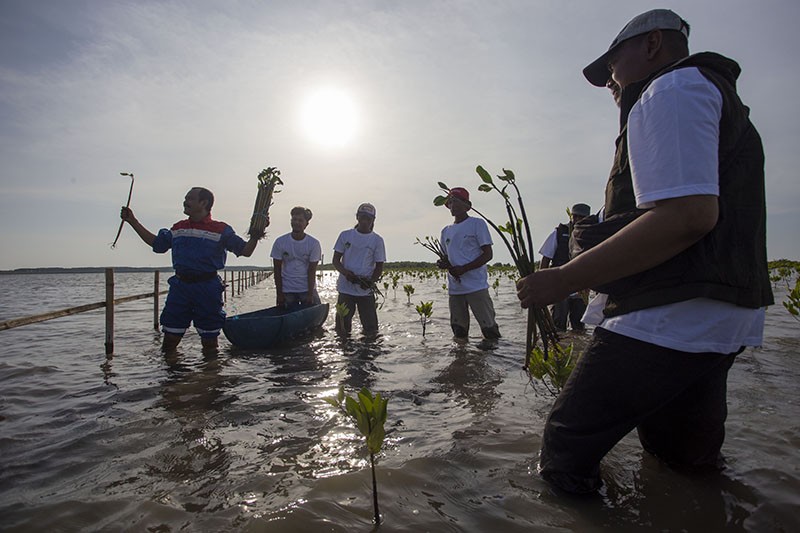 Penanaman 110 Ribu Bibit Mangrove di Pesisir Indramayu - Bagian 2