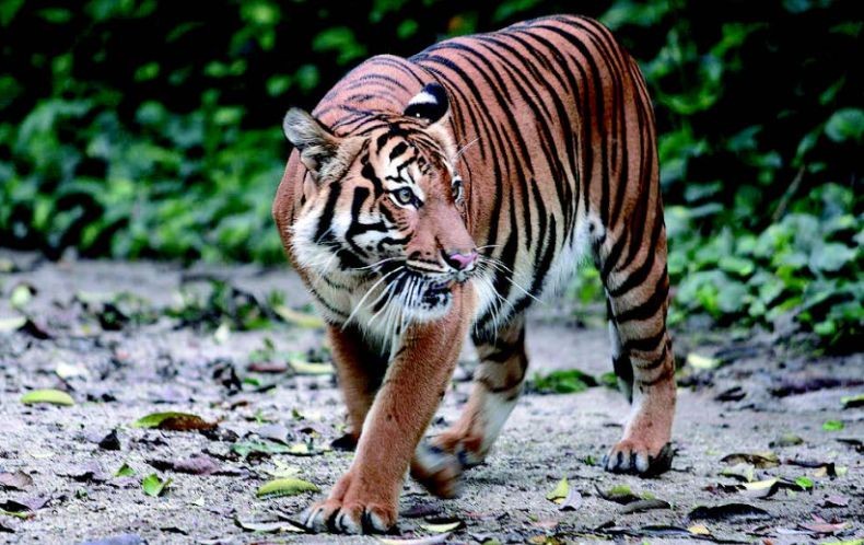 Mengerikan! Petani di Riau Lolos dari Maut Setelah Bertarung Sengit dengan 3 Harimau