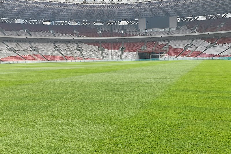 Rumput Stadion GBK Mulus Jelang Laga Timnas Indonesia vs Jepang dan Arab Saudi - Bagian 1