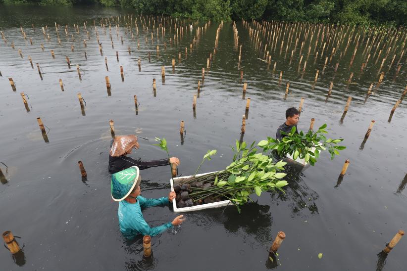 Tanam Ribuan Mangrove dan Lepas Puluhan Burung di Taman Wisata Alam - Bagian 3