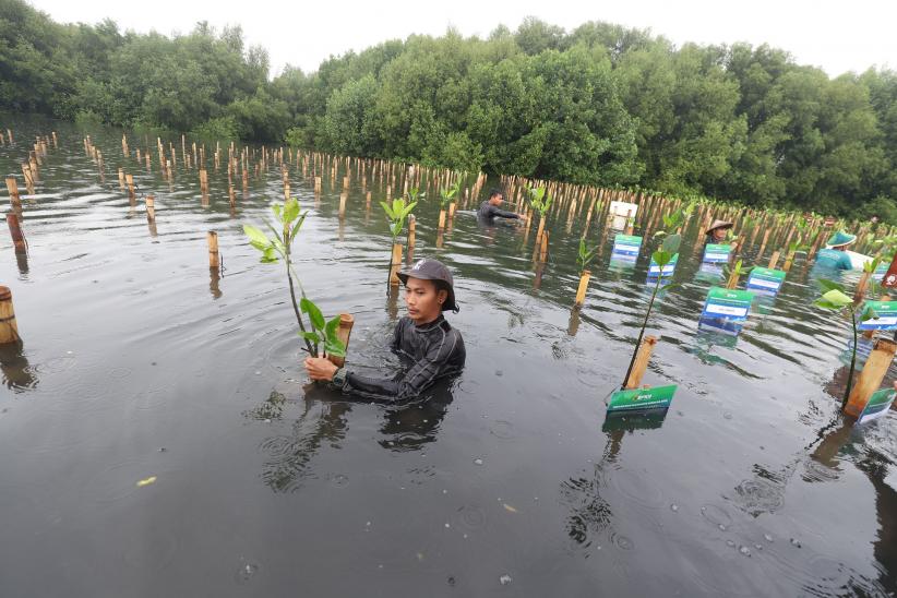 Tanam Ribuan Mangrove dan Lepas Puluhan Burung di Taman Wisata Alam - Bagian 1