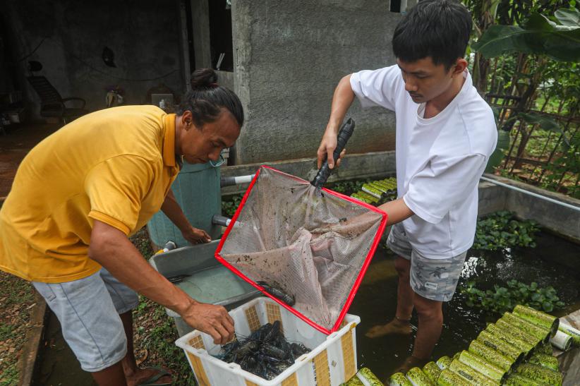 Meraup Cuan dari Budi Daya Lobster Air Tawar Red Claw - Bagian 5