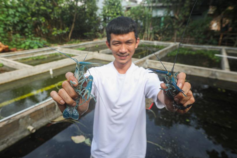 Meraup Cuan dari Budi Daya Lobster Air Tawar Red Claw - Bagian 2