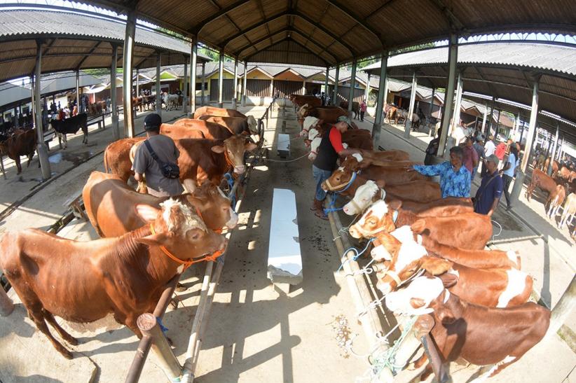 Potret Aktivitas Jual Beli Sapi di Pasar Hewan Ambarawa - Bagian 1