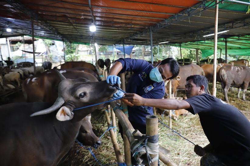 Pemeriksaan Kesehatan Hewan Kurban Jelang Perayaan Iduladha - Bagian 2