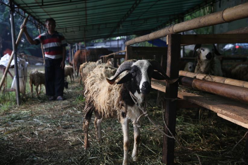 Potret Pedagang Hewan Kurban Jelang Idul Adha 2025 - Bagian 5