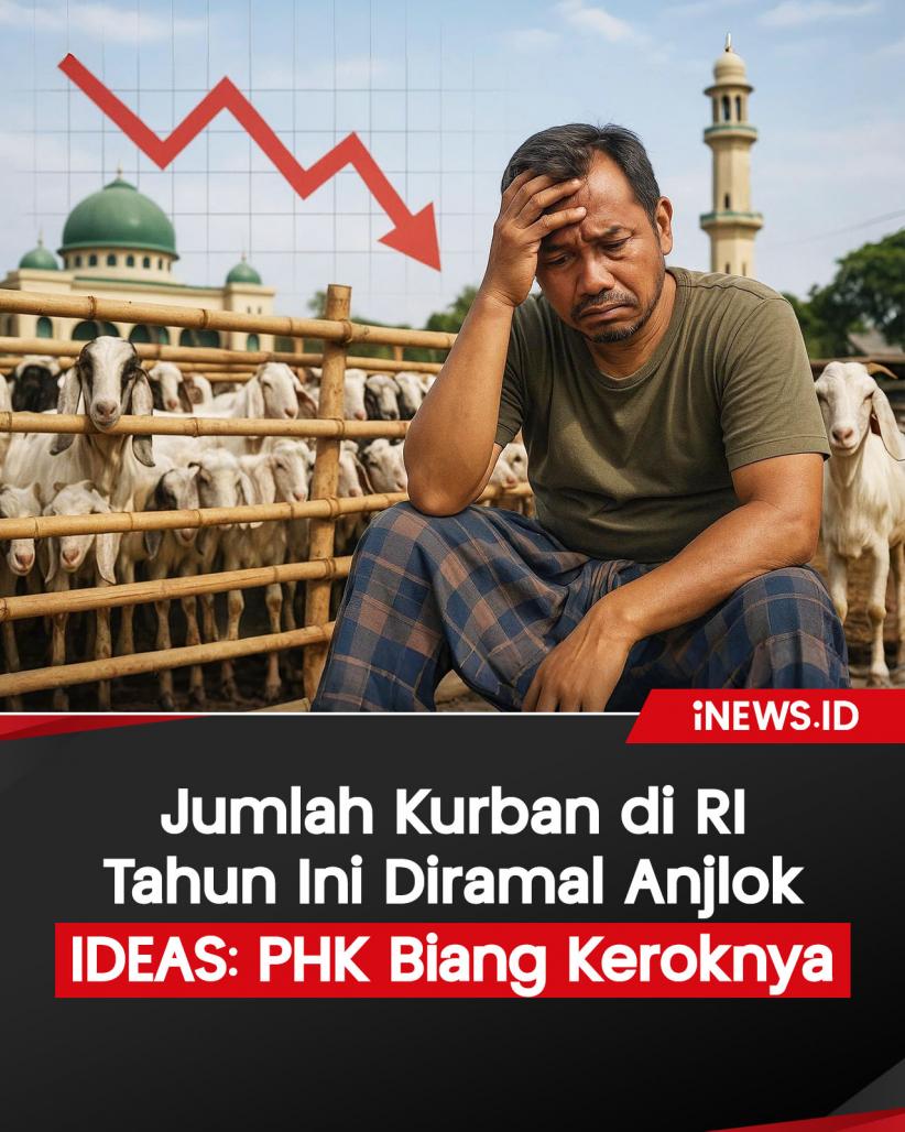 Infografis Pekurban di RI Tahun Ini Diramal Anjlok, IDEAS: PHK Biang Keroknya