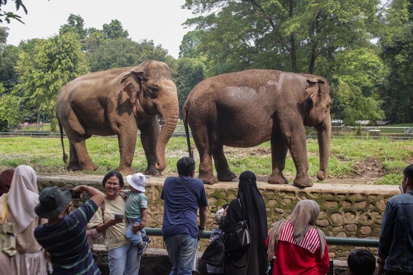 Taman Margasatwa Ragunan Tetap Buka untuk Pengunjung - Bagian 1