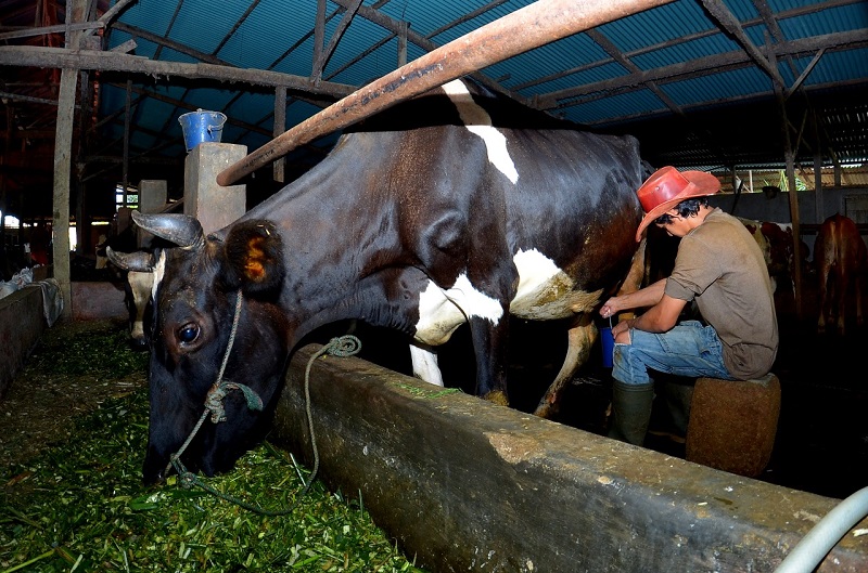 Kisah Sukses Klaster Susu di Ponorogo Berkat Program BRI Klasterku Hidupku