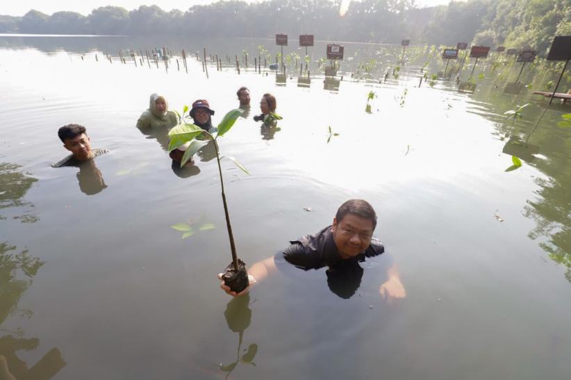 Penanaman Ratusan Pohon Mangrove - Bagian 1